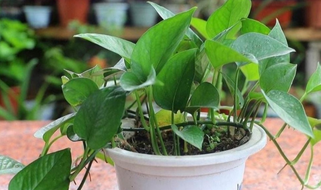 种植的绿萝喜水吗多久浇一次,绿萝喜阴还是喜阳几天浇一次水