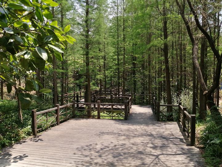 南宁有个“天然氧吧”，藏在狮山公园里，拥有一片绝美的水杉林