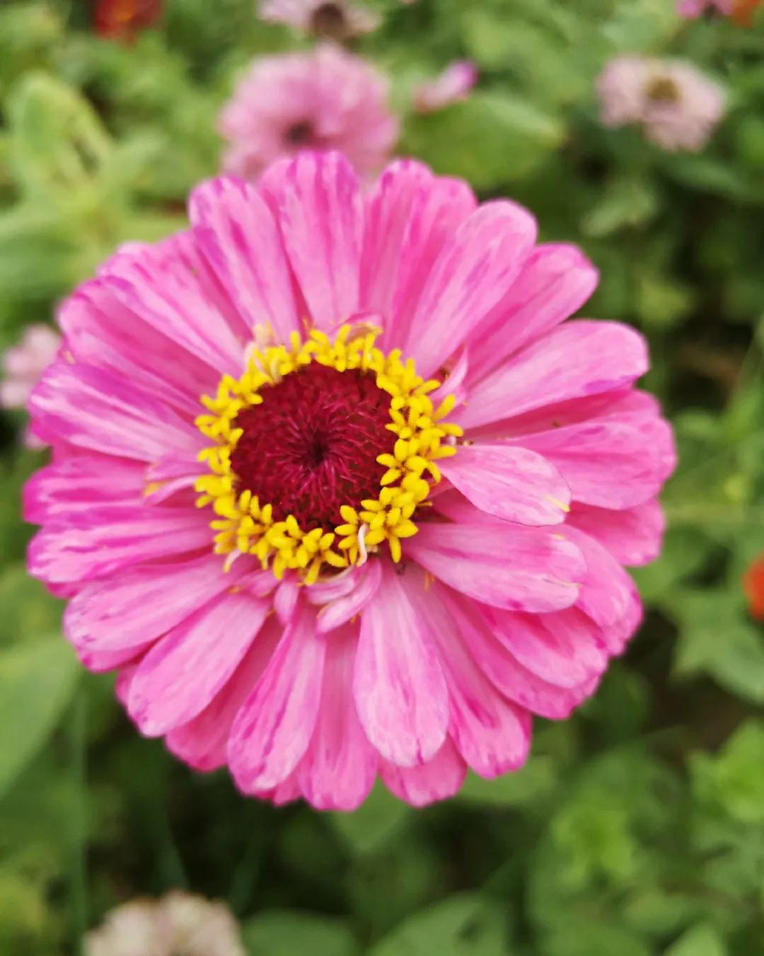 厦门香山有什么风景,厦门翔安必去8个景点香山