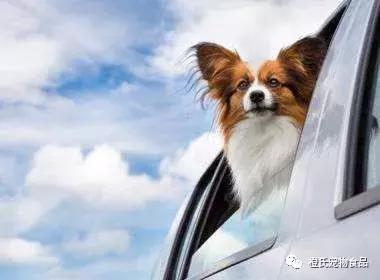 专业宠物托运飞机怎么带小狗,宠物托运需要宠物满足什么条件