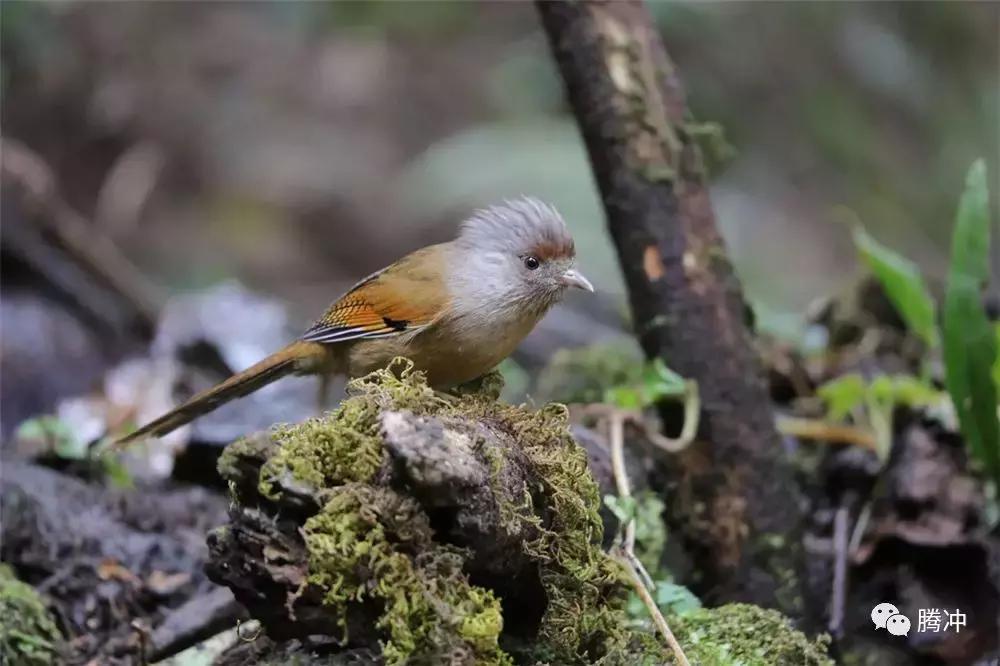 云南腾冲景区图片,云南腾冲山清水秀好风光