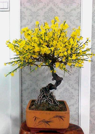 怎样养迎春花开花时间长,迎春花开花前修剪还是开花后修剪