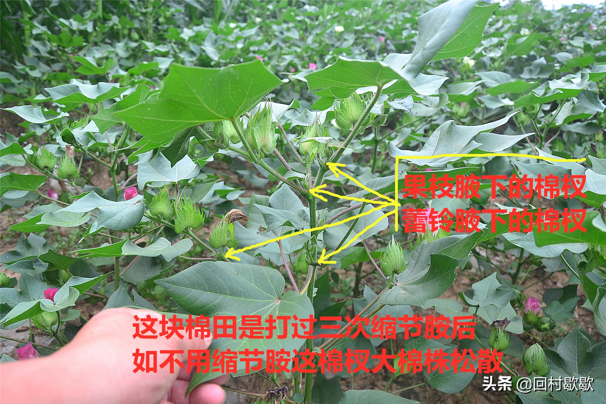 棉花打缩节胺叶片大的原因,棉花打缩节胺好处