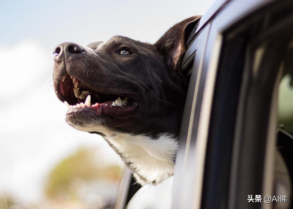 美国最受欢迎的100组小狗名字