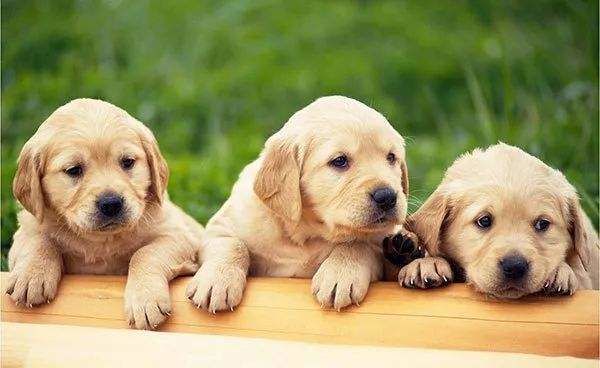 养犬有什么法律规定,养犬的规定和禁忌