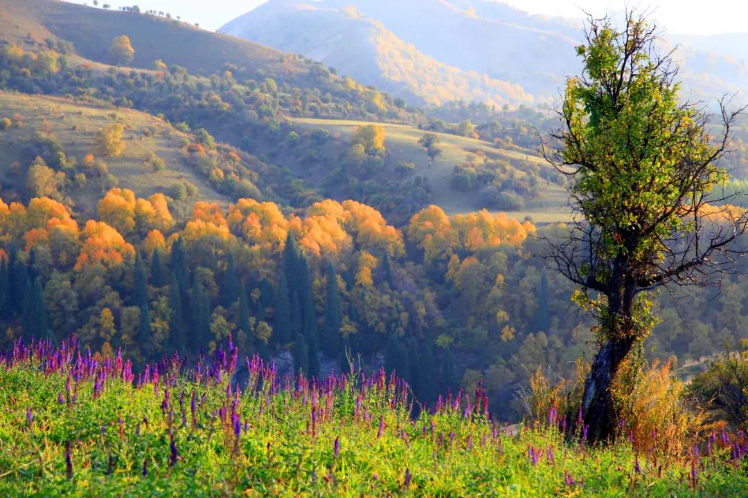 经典永存100句描写秋天的优美诗词,最美的秋天诗词