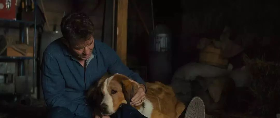 暖心治愈萌宠电影,萌宠电影超感人