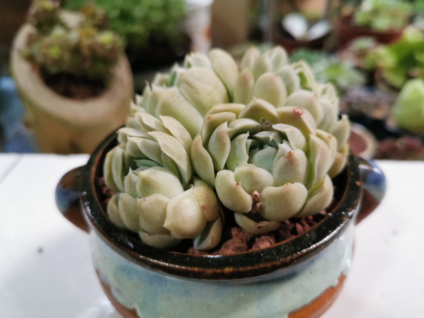 又美又好养还爱爆盆的多肉品种,什么品种的多肉好看又好养