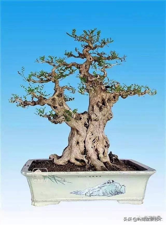 双干树,双干型果树