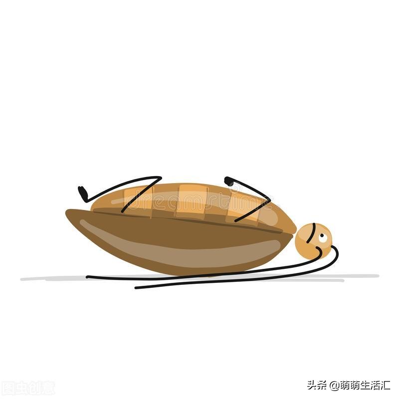 家里一到晚上好多蟑螂,家里有很多蟑螂怎么办能除根