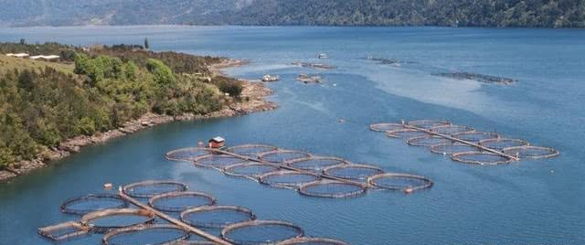 曾标榜健康的进口海鲜，幕后养殖曝光，堪比垃圾食品（菲李漫画）