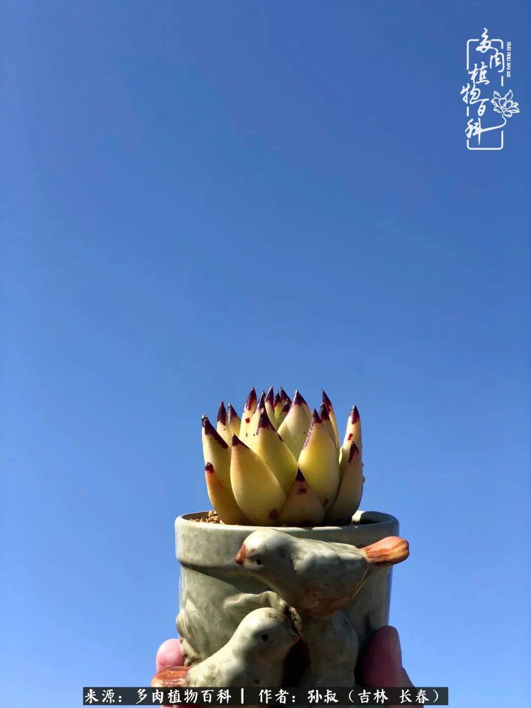 与多肉一起成长,与多肉相伴