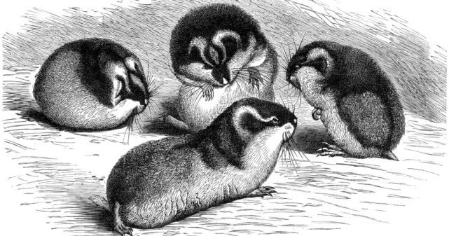 旅鼠集体跳海，暴露自杀，可能只是我们人类的臆想