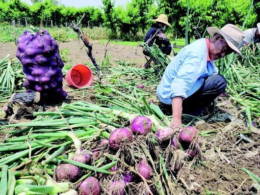 洋葱价格暴跌印度,洋葱收购最新消息