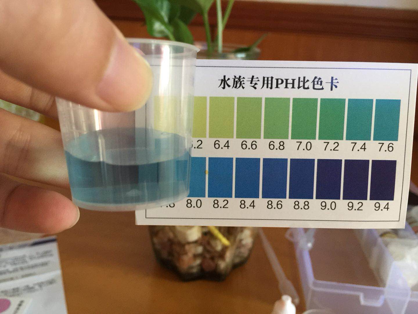 只要一点水就可以养活的植物,绿萝养斗鱼