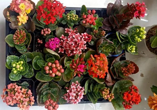 寓意财旺的花,十大吉祥花开图片