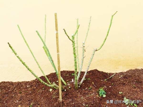 月季扦插发芽又枯萎是什么原因,月季扦插成活后移植的正确方法