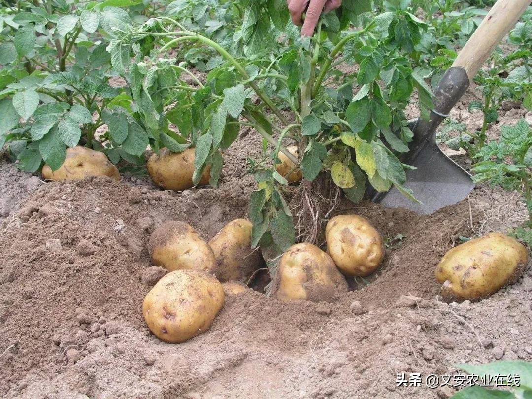 马铃薯病害应以预防为主对吗,防控马铃薯晚疫病并不轻松