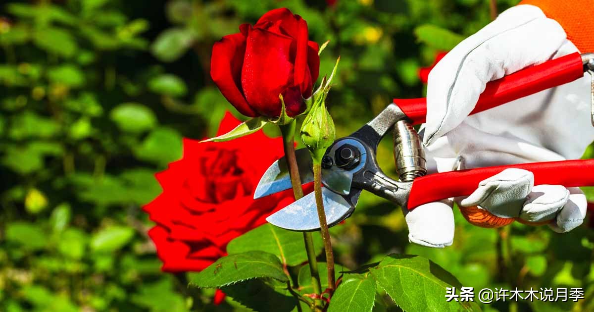 月季春季浇水注意事项图片,养月季注意1点没有黄叶枝繁叶茂