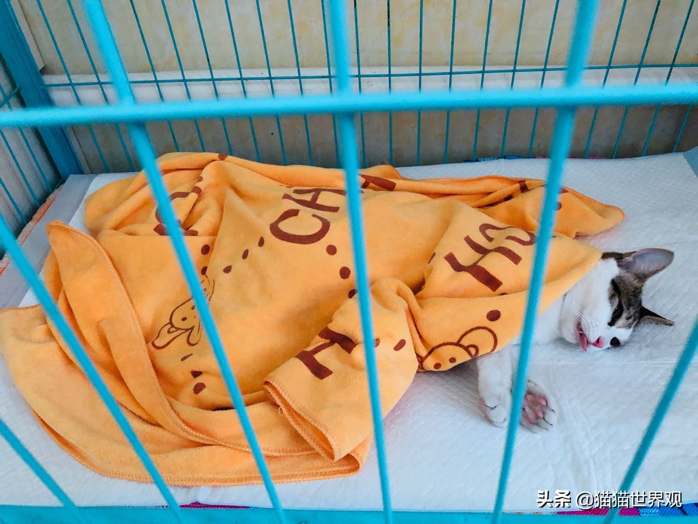 猫咪绝育手术后该如何护理才正确,猫咪绝育手术全过程母猫