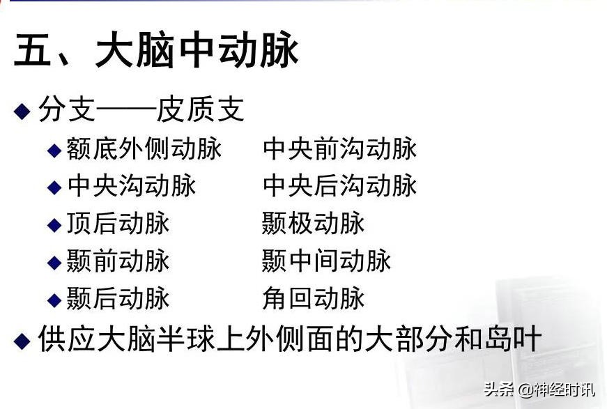 脑动脉解剖学讲解,基底节区脑血管解剖