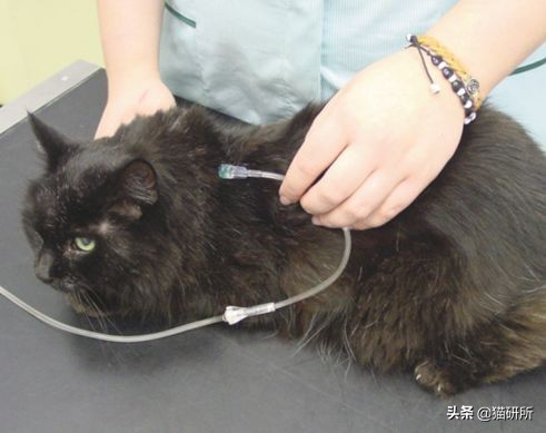 猫咪常见疾病用药用量,猫咪各种慢性病