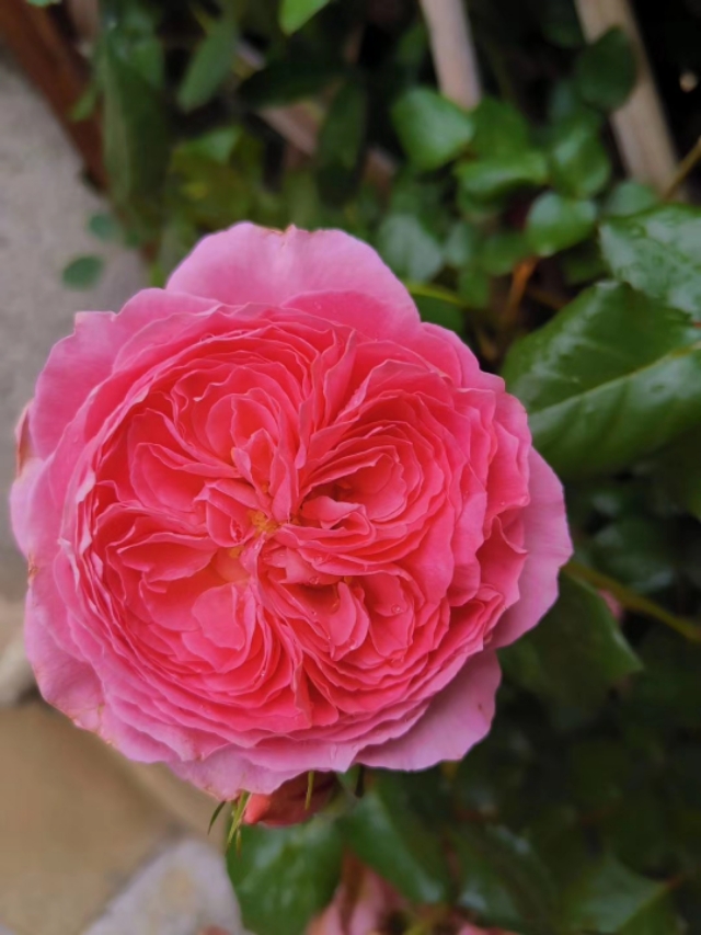 对口升学常考的近义词辨析,高考常考成语近义词辨析