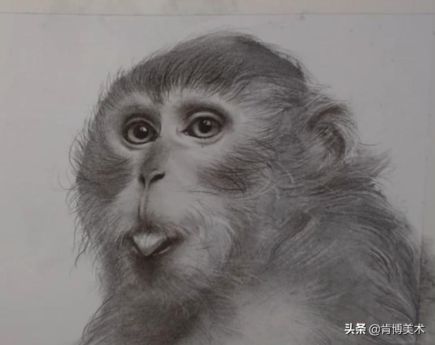 猴子素描教程,素描猴子图片大全大图