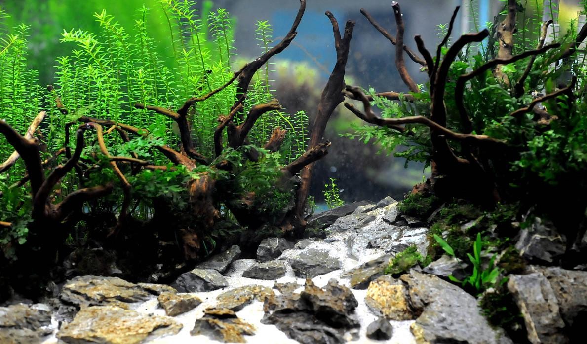 鱼缸爆藻需要开氧气泵吗,鱼缸爆藻是什么原因引起的