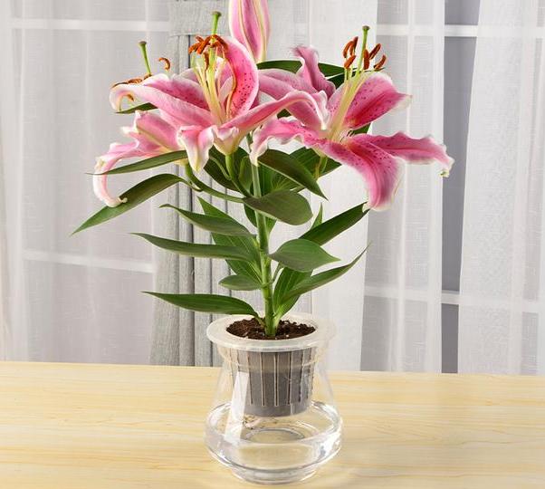 养花指南香水百合,香水百合怎么养花不容易枯萎