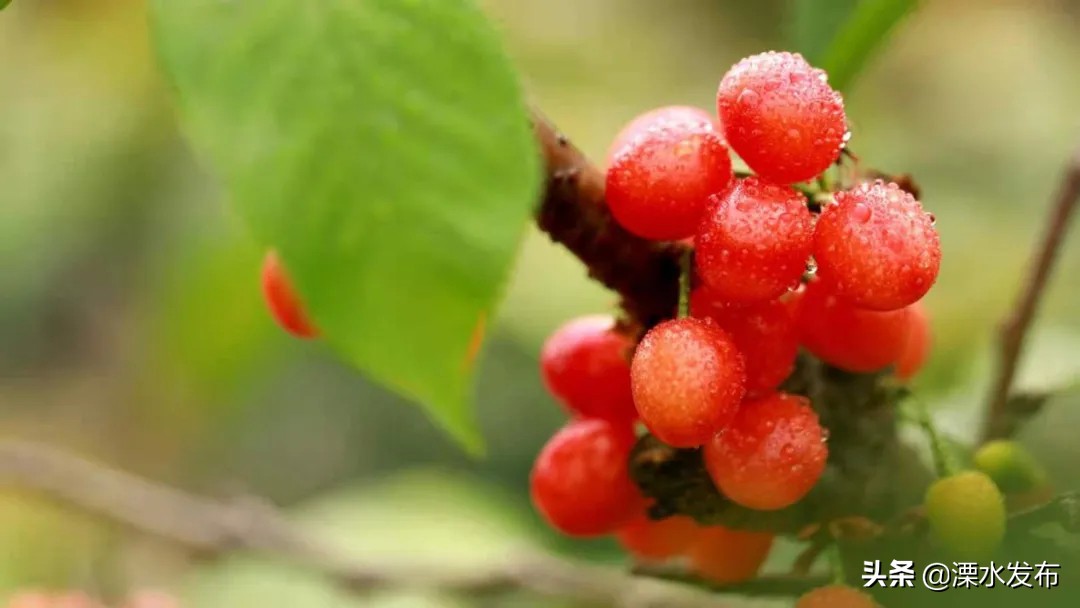 快收藏！溧水两条春日宝藏线路来了~