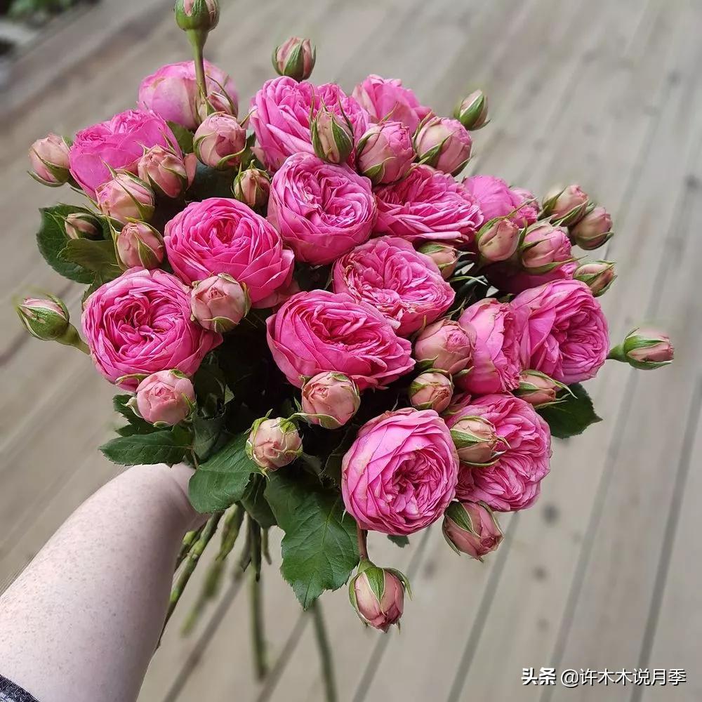 为什么月季一浇水全漏下去了,月季死一半继续养