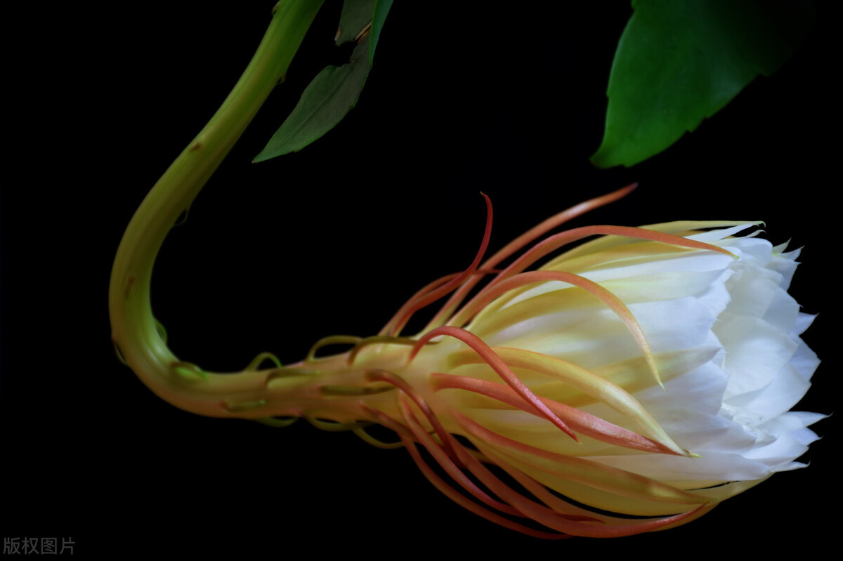 花卉的真实故事,中国花卉的故事