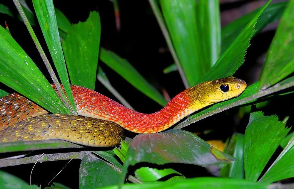 云南毒蛇品种大全及图片,云南毒蛇大全