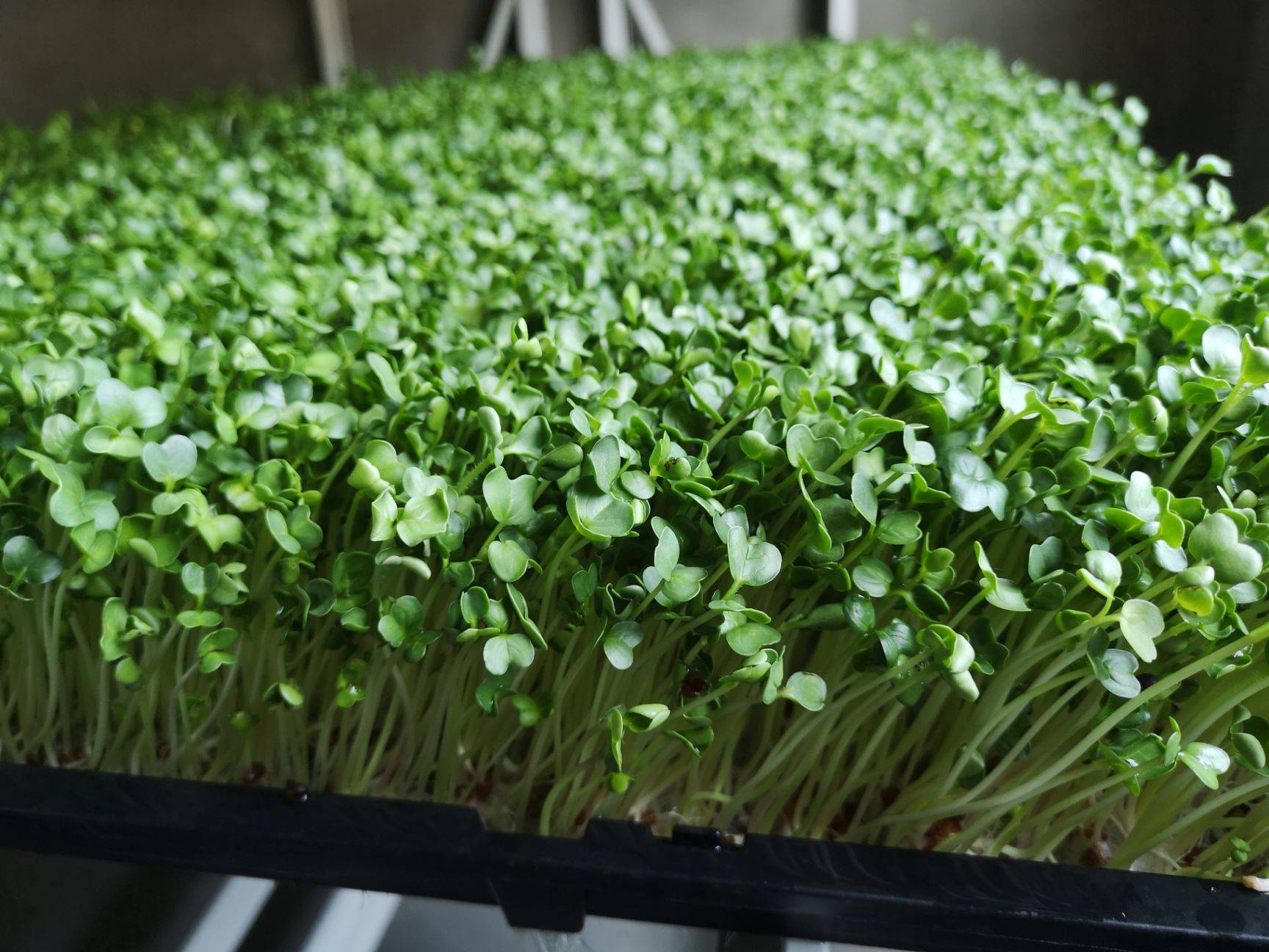 无土栽培红豆苗的方法,红豆芽苗种植法