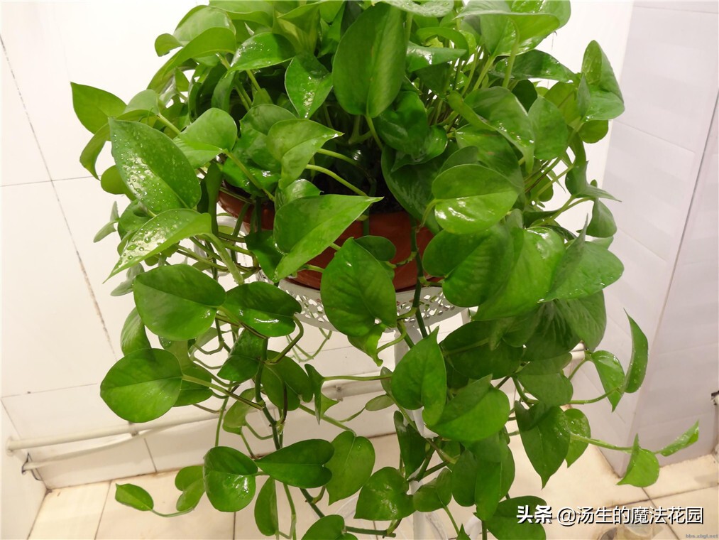 绿萝适合跟鱼一起养吗,绿萝下雨天可以放到外面淋雨