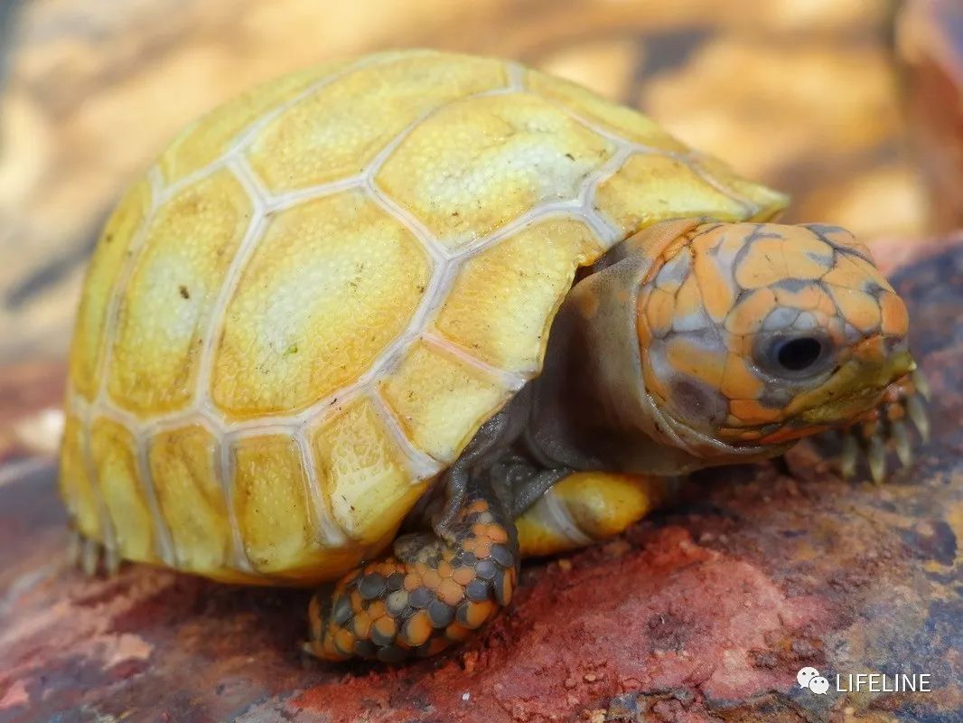 红腿陆龟如何家庭散养,广东红腿陆龟养殖方法