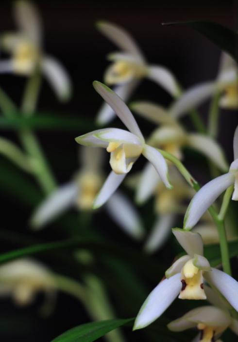 春节前后开花又有兰香的兰花,好养又好看又香又便宜的兰花品种