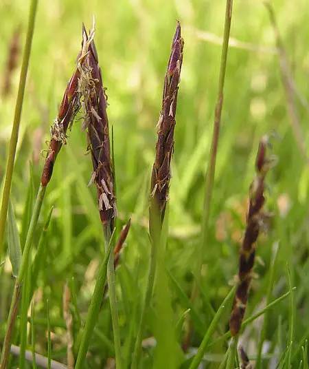 花园草地打理,花园草坪养护