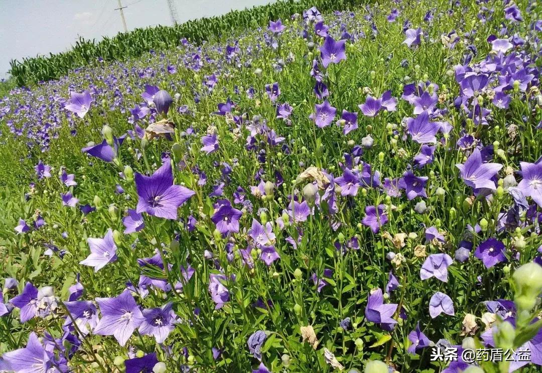 美味佳药,美味拌桔梗的做法