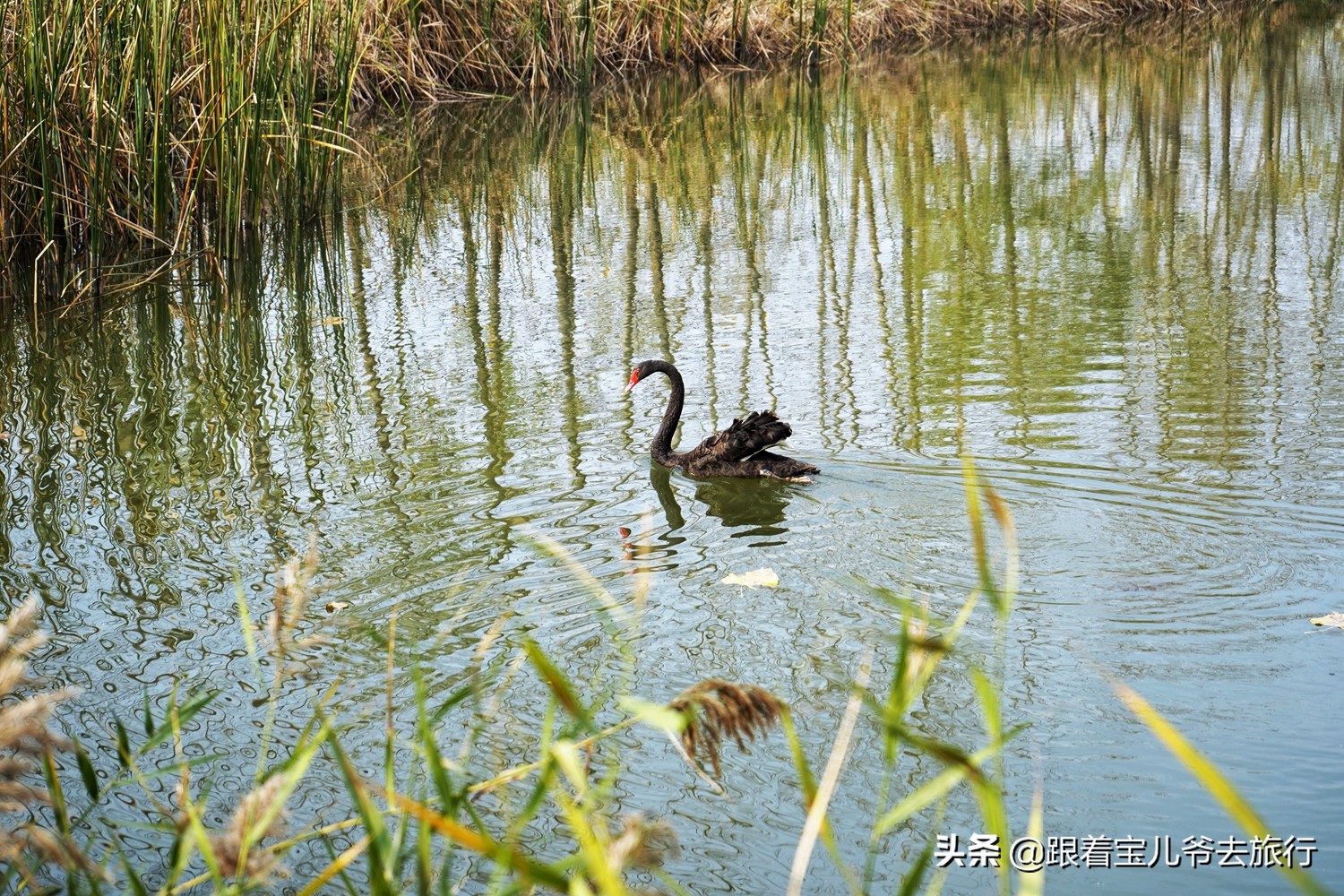 南京燕雀湖水杉林,南京秋天水杉林