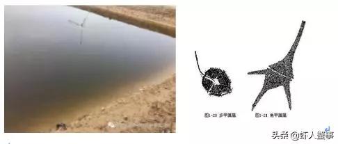 绿藻蓝藻青苔怎么区别,为什么藻类不容易存活