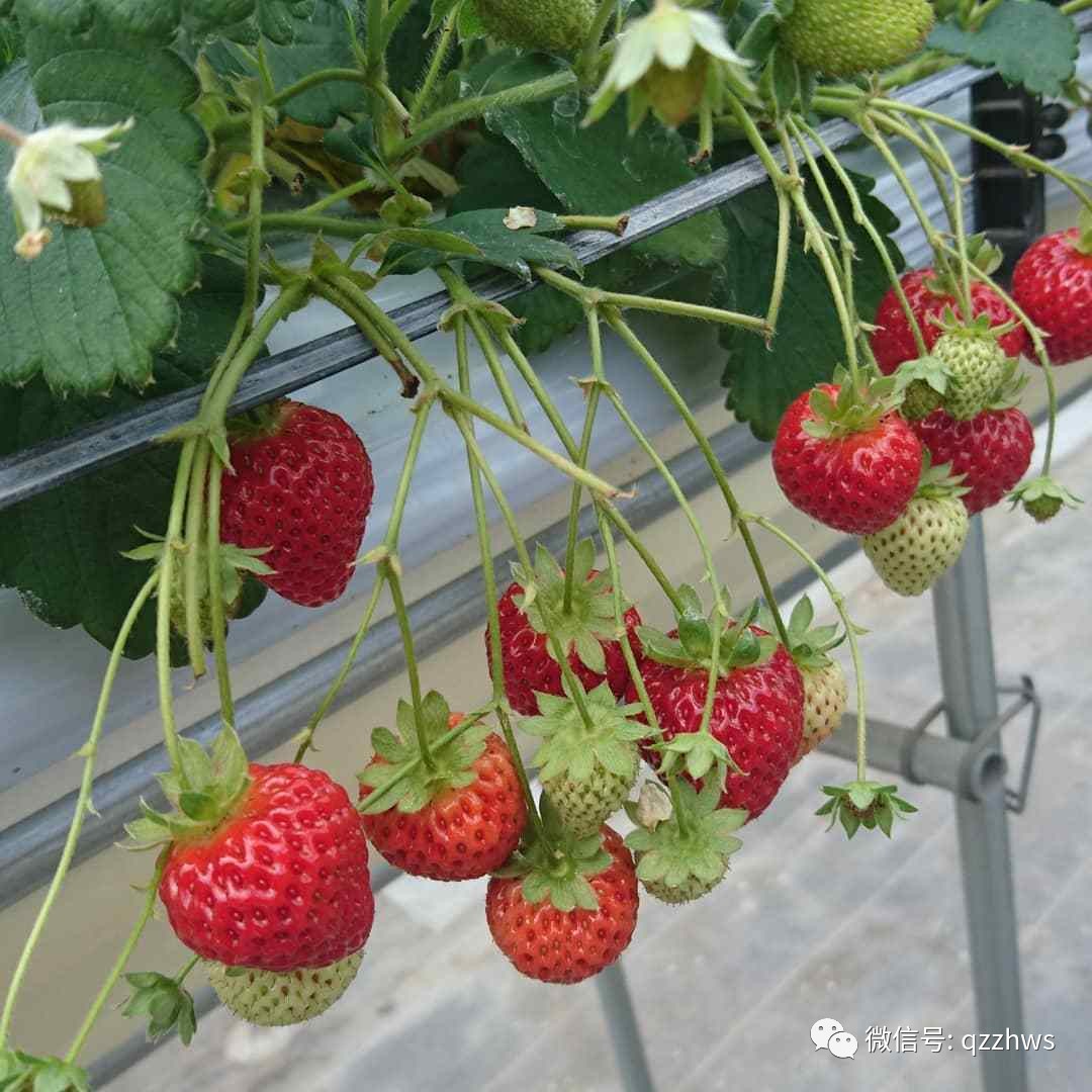 无土栽培立体草莓定植及管理,立体无土草莓种植