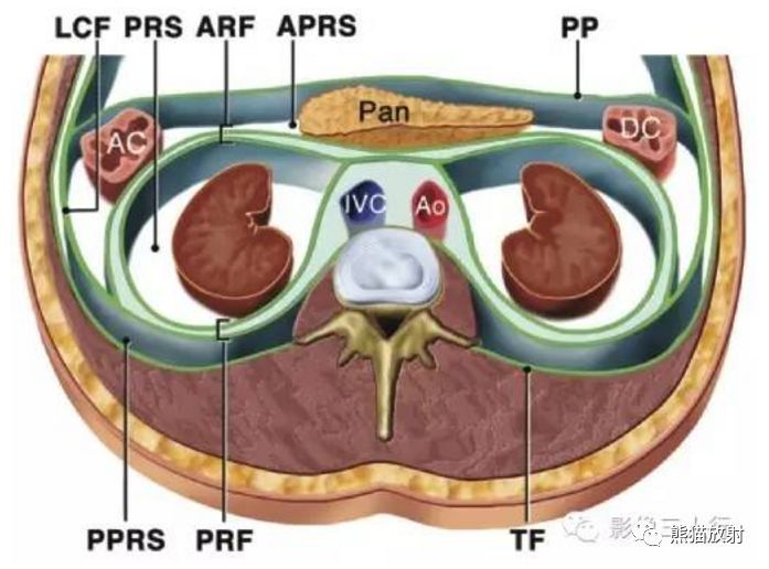 解剖丨腹膜后间隙（包懂包会！）