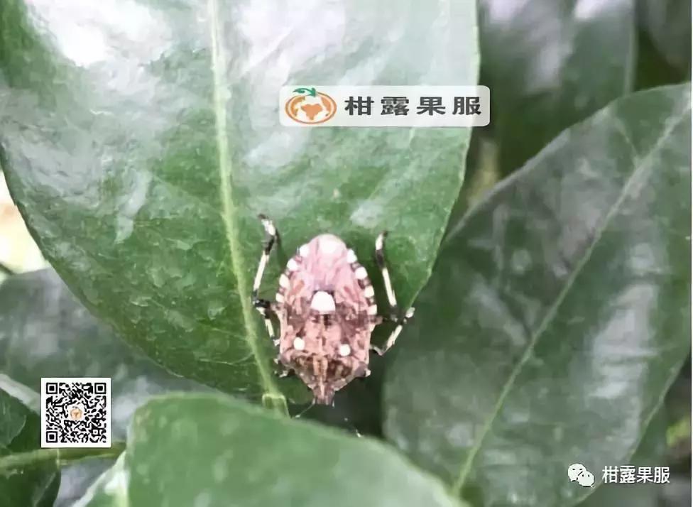 柑橘的常见病虫害和预防方法,柑橘新叶卷曲是什么虫害如何防治