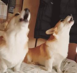 狗子不听话是你心太软,狗子不护主人