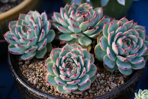 多肉吉娃娃如何判断该浇水,吉娃娃多肉多久浇一次水合适