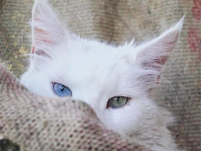 白毛蓝眼睛的猫咪是什么品种,白毛蓝眼睛的猫性格