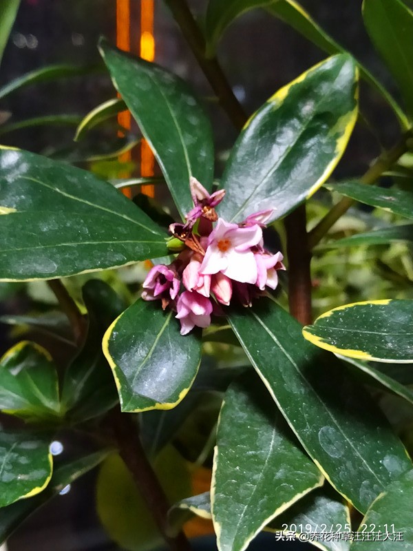 金边瑞香叶子干枯怎么剪枝,金边瑞香叶子耷拉怎么办呢