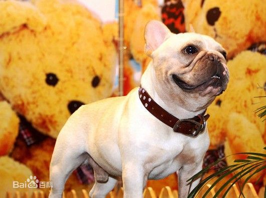 小型犬品种大全及图片柯基犬,不掉毛无体味性格温顺的小型犬